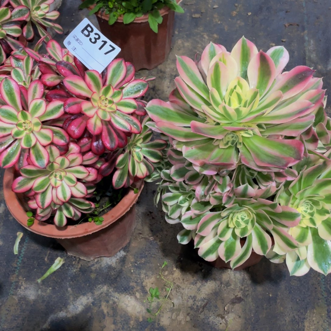 317两颗111111多肉
