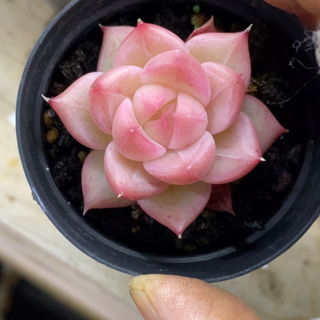 精品多肉一物一拍不包整152