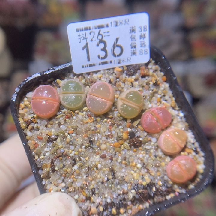 精品生石花26.136