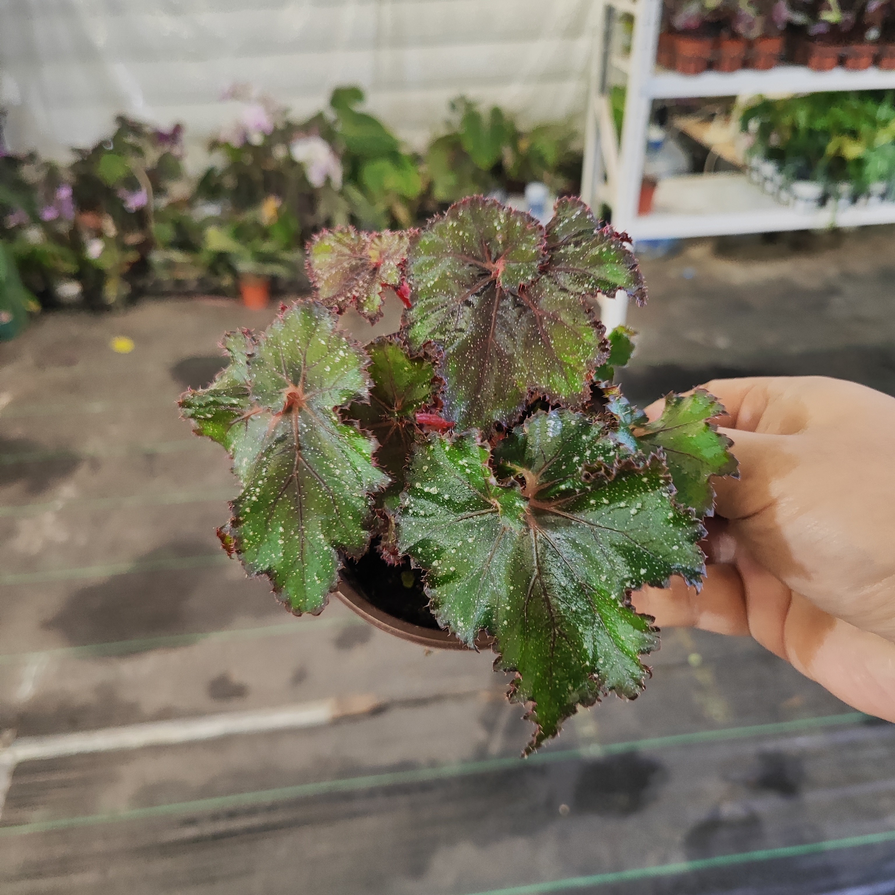 古巴秋海棠观叶海棠耐阴桌面四季观叶绿植