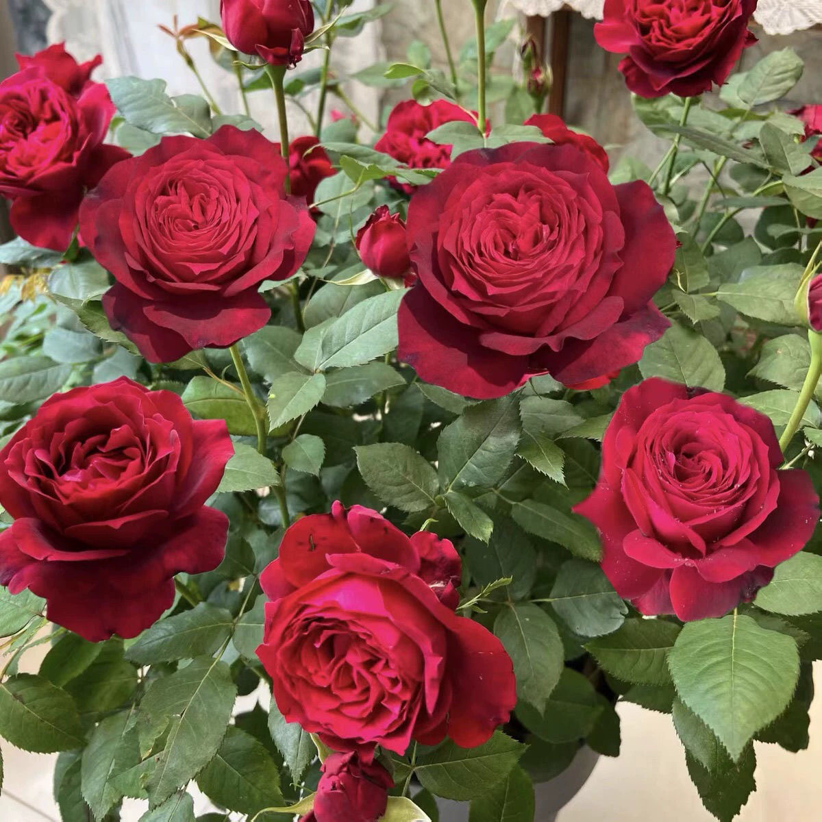 詹尼斯月季四季开花丰花玫瑰切花抗病好长势快