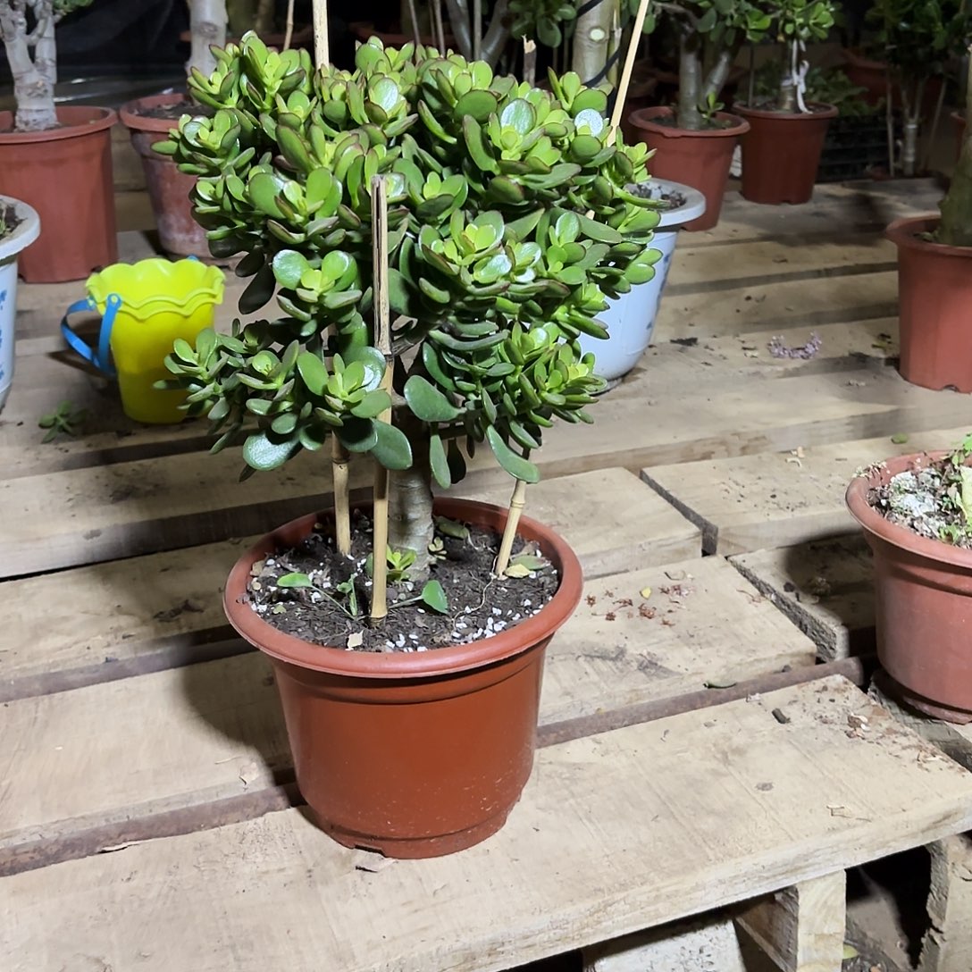 烟***)7187摇钱树带土球发货