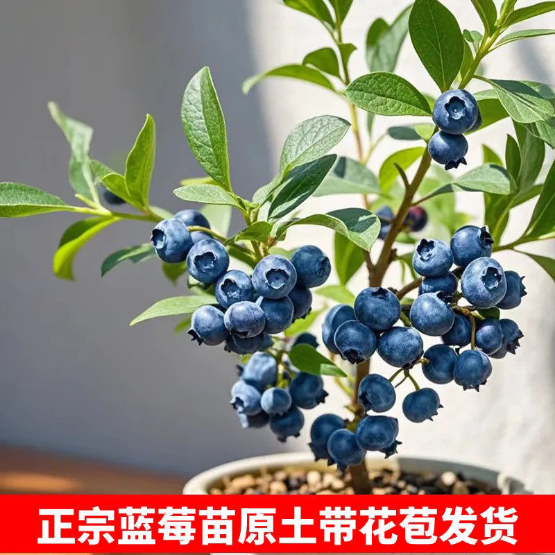 当年结果蓝莓树果苗地栽带花苞南北方耐寒蓝莓苗室内阳台盆栽