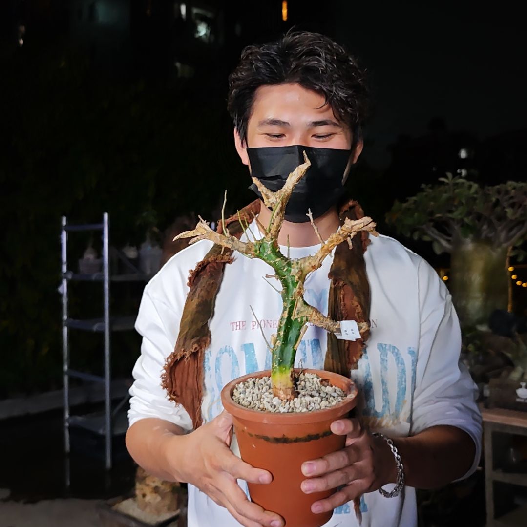 今***）48卡派翠斯橄榄一物一拍