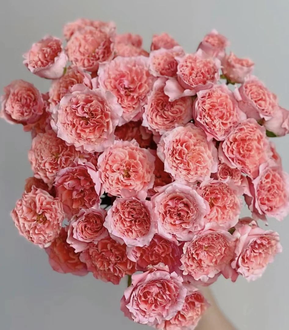 【10枝多头粉拉拉队】全场任意两单顺丰冷链包邮，一单需补邮费！