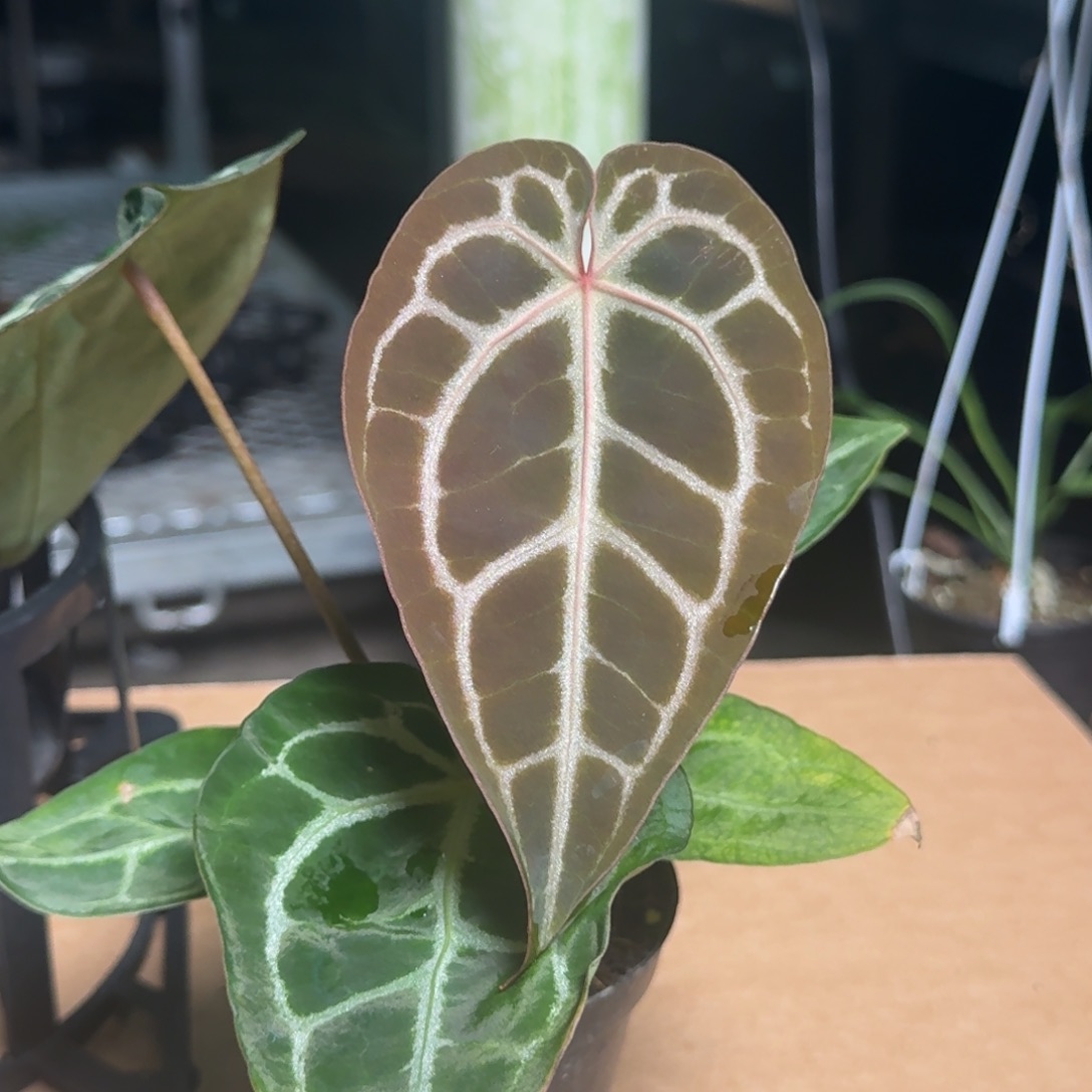 完全开放D88红水晶杂