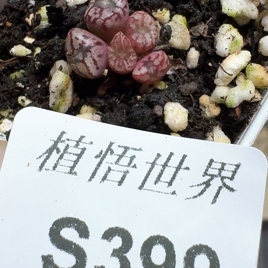 399号多肉植物哇f g