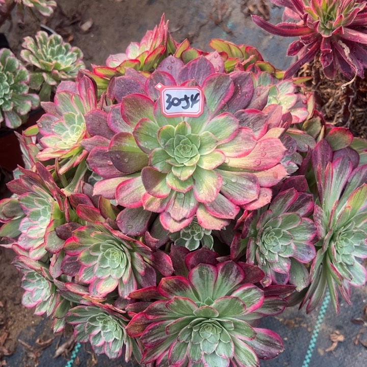 莲花座多肉植物30-54