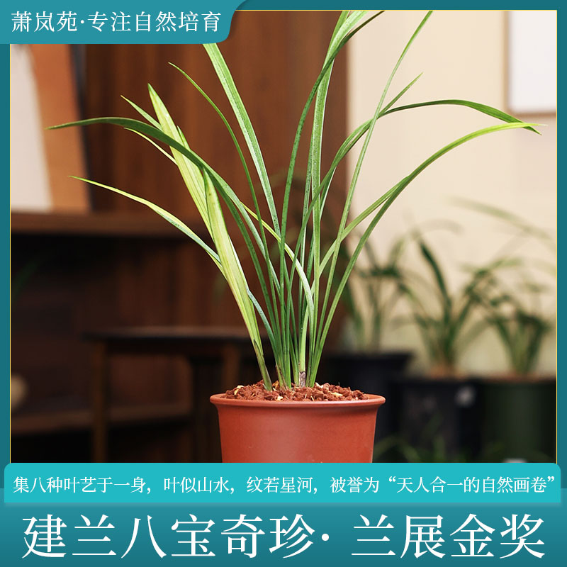 建兰铭品【八宝奇珍】山水画多艺特大名品浓香室内好养易活