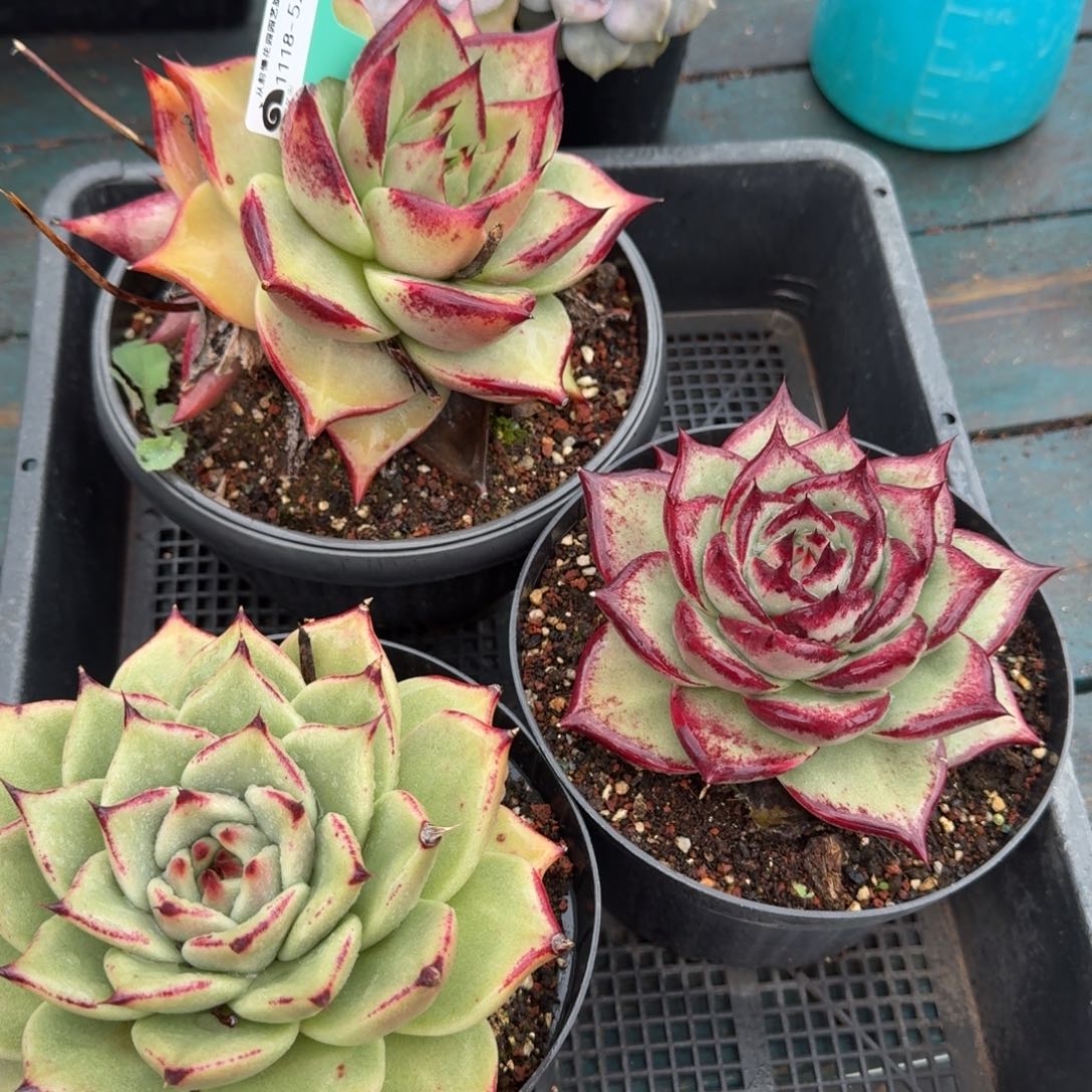 从前慢多肉编号1118-52