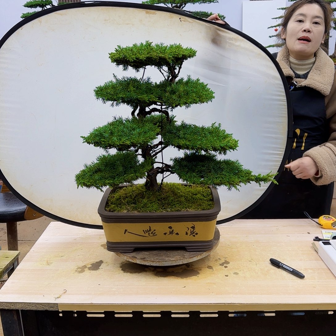 盆景直播间一物一拍