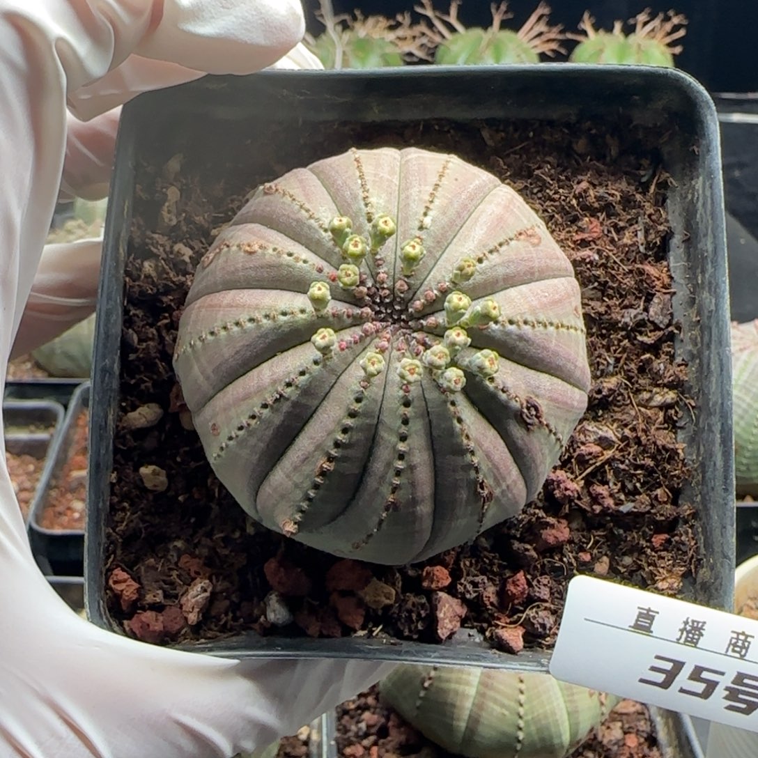 35号欧系布纹球，实生，尺寸（5.8）厘米带盆