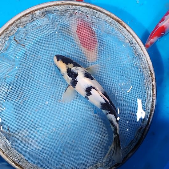 锦鲤留养级别白写S级