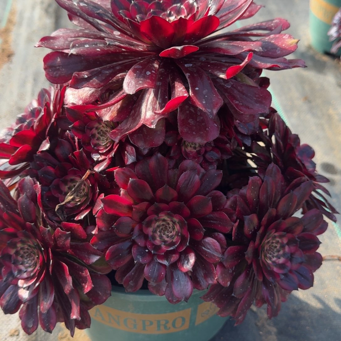 233美肌多肉植物