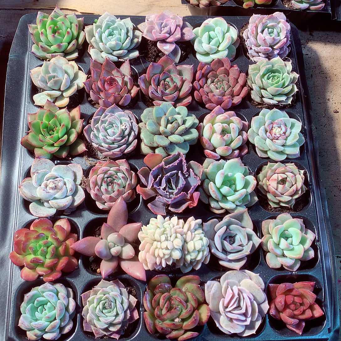 多肉植物带穴盘30