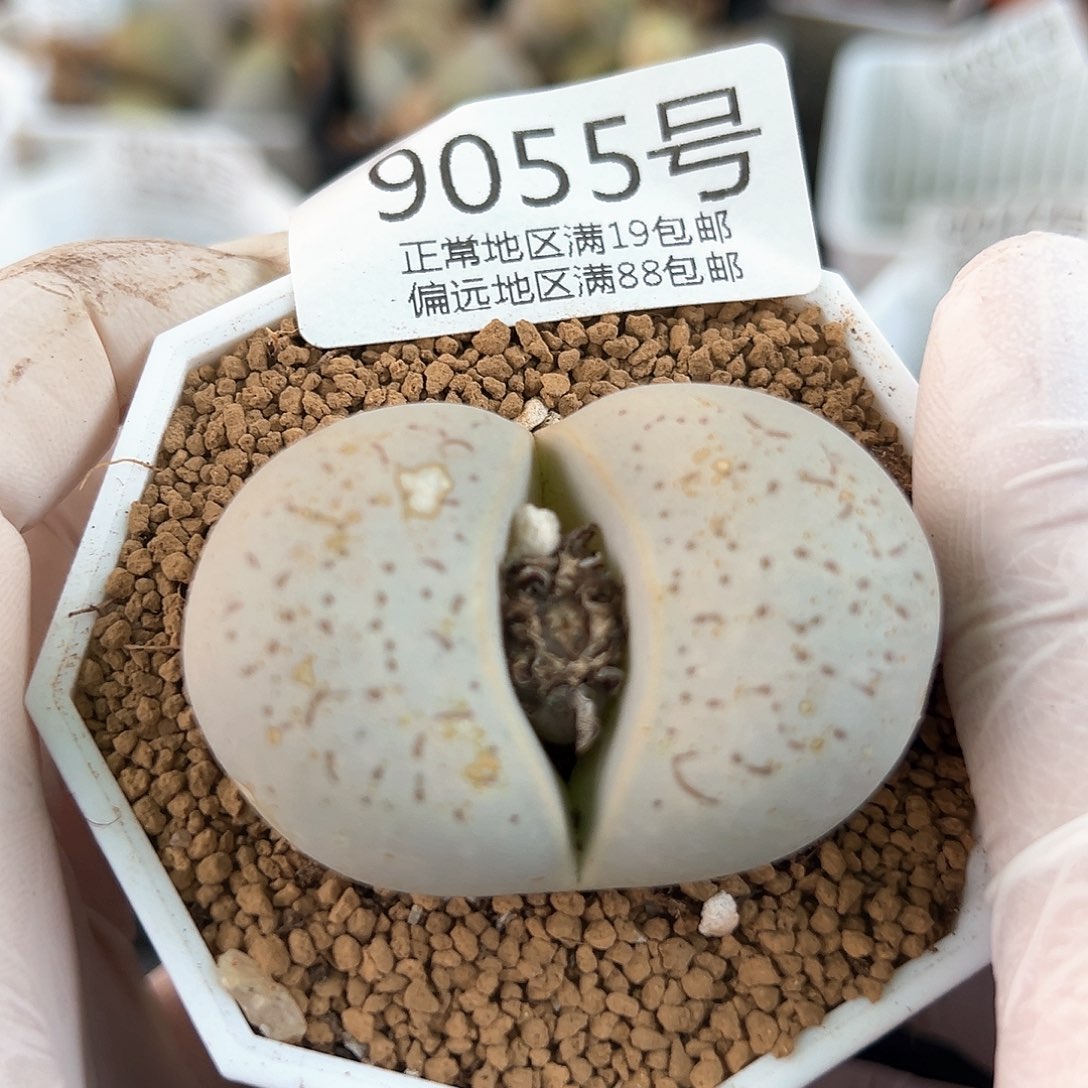 好养易活生石花大母本9055