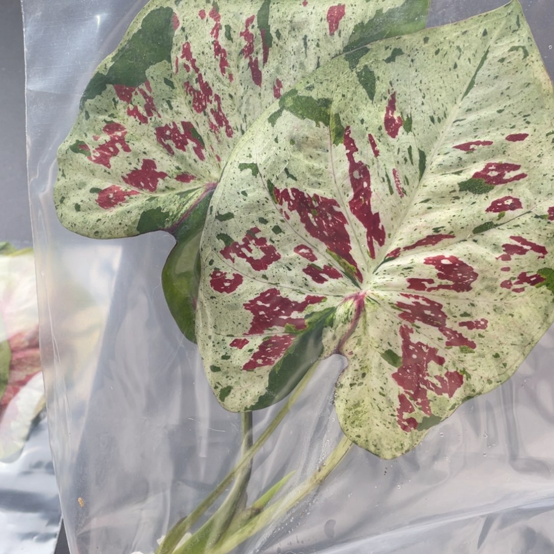 无花朵Q129天空之镜