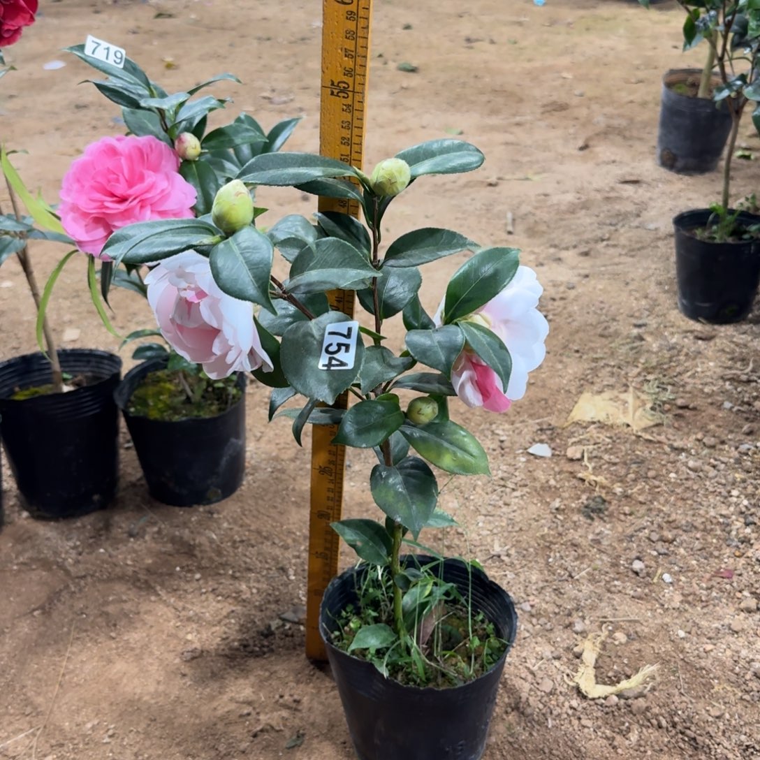 少量花朵（建议范围：2朵-5朵 或40%以下）754白乔伊