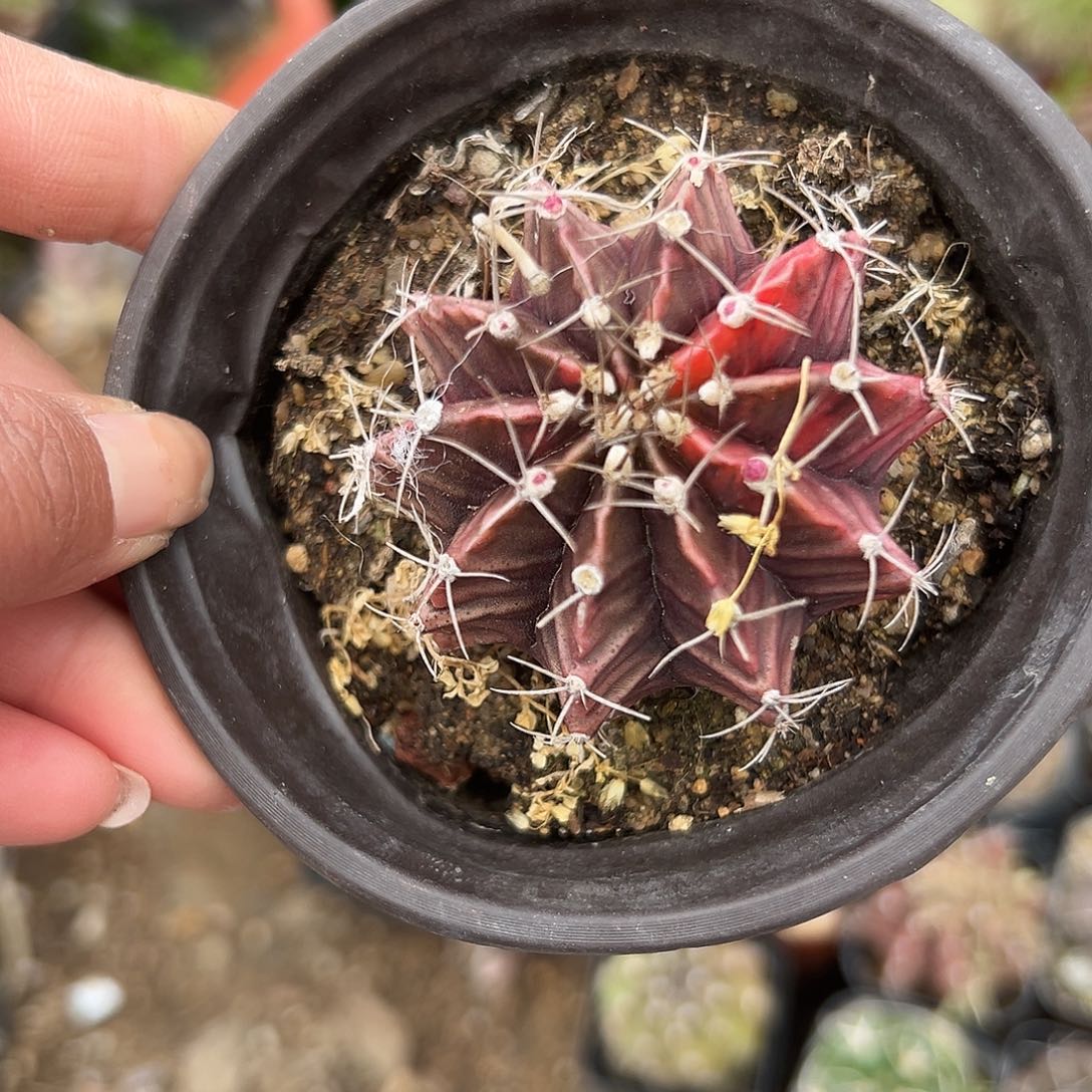 多肉植物多肉植物