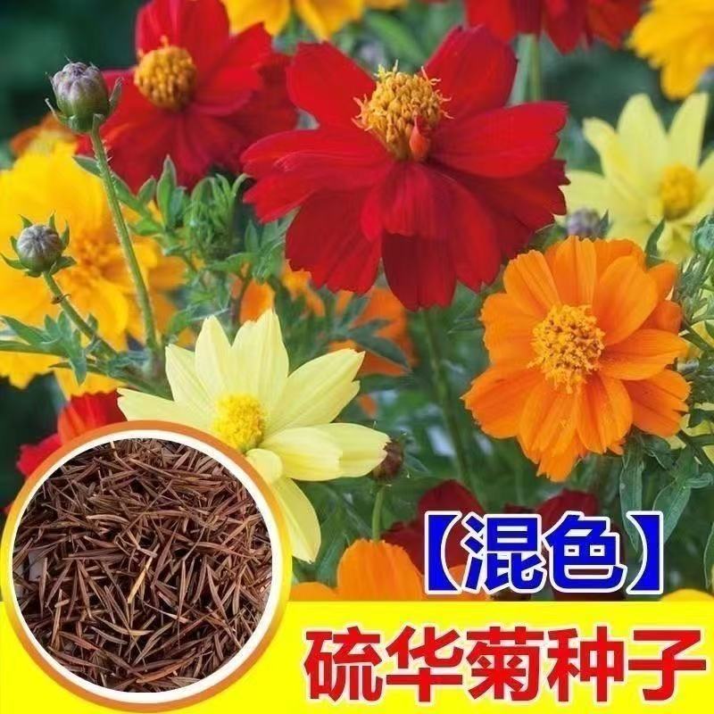 新硫华菊花卉种子简单易种活黄秋英花籽春秋播种花海庭院绿化盆栽
