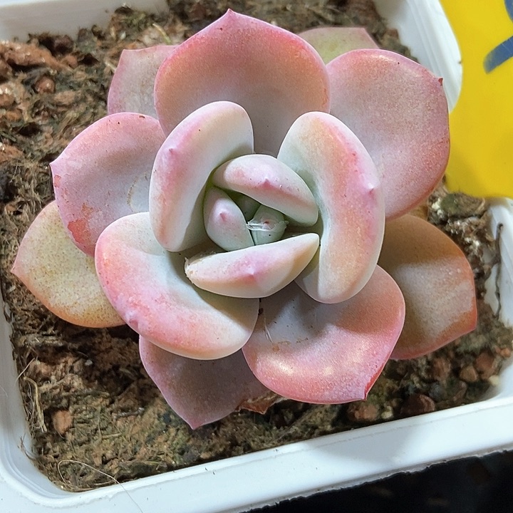 多肉植物奶茶927