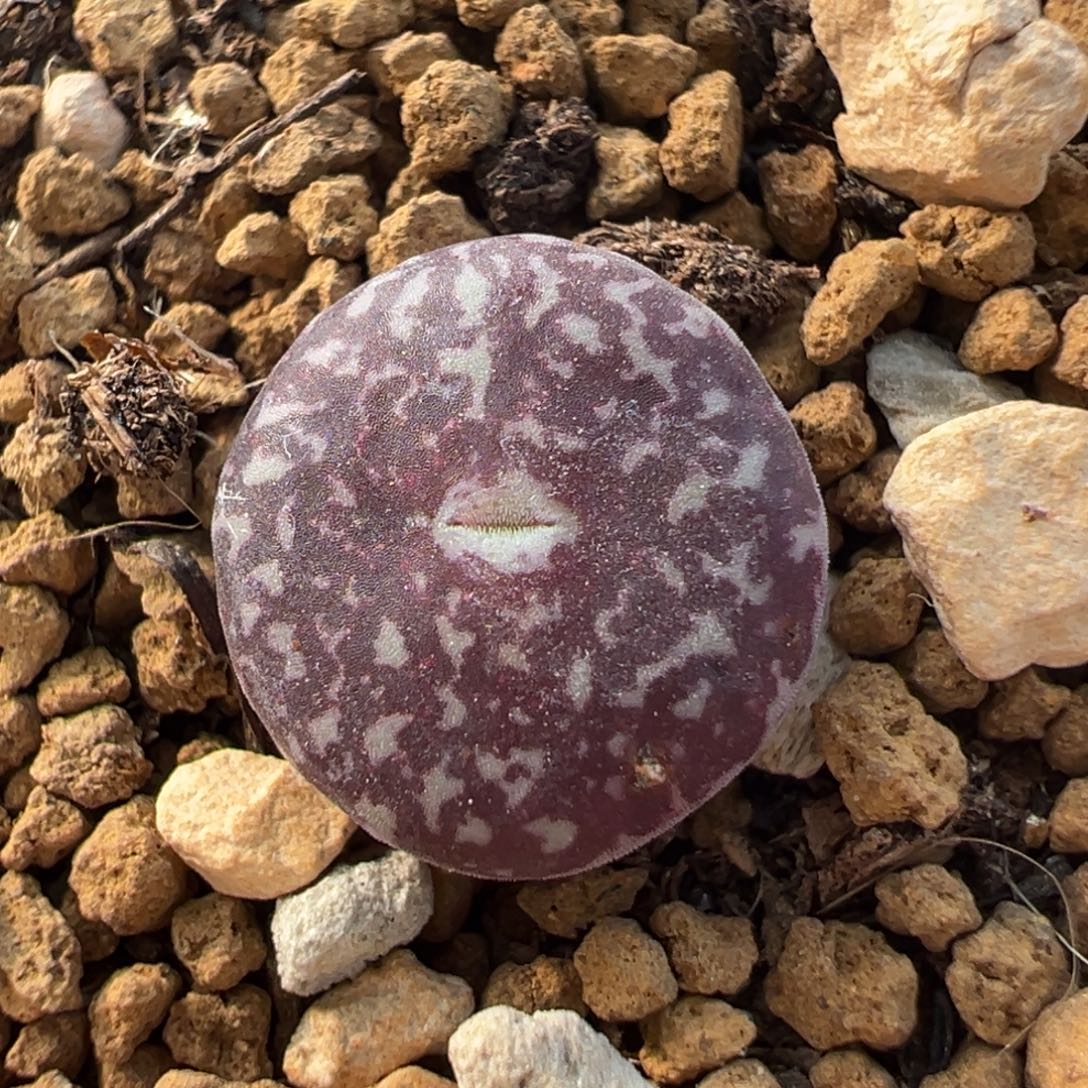 33多肉植物百科植物