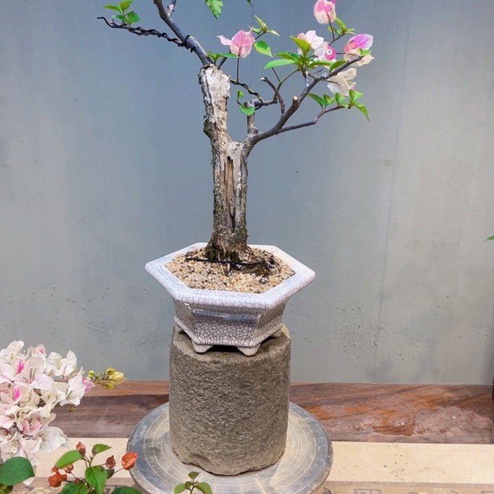 卡***a完全开放涨红樱三角梅