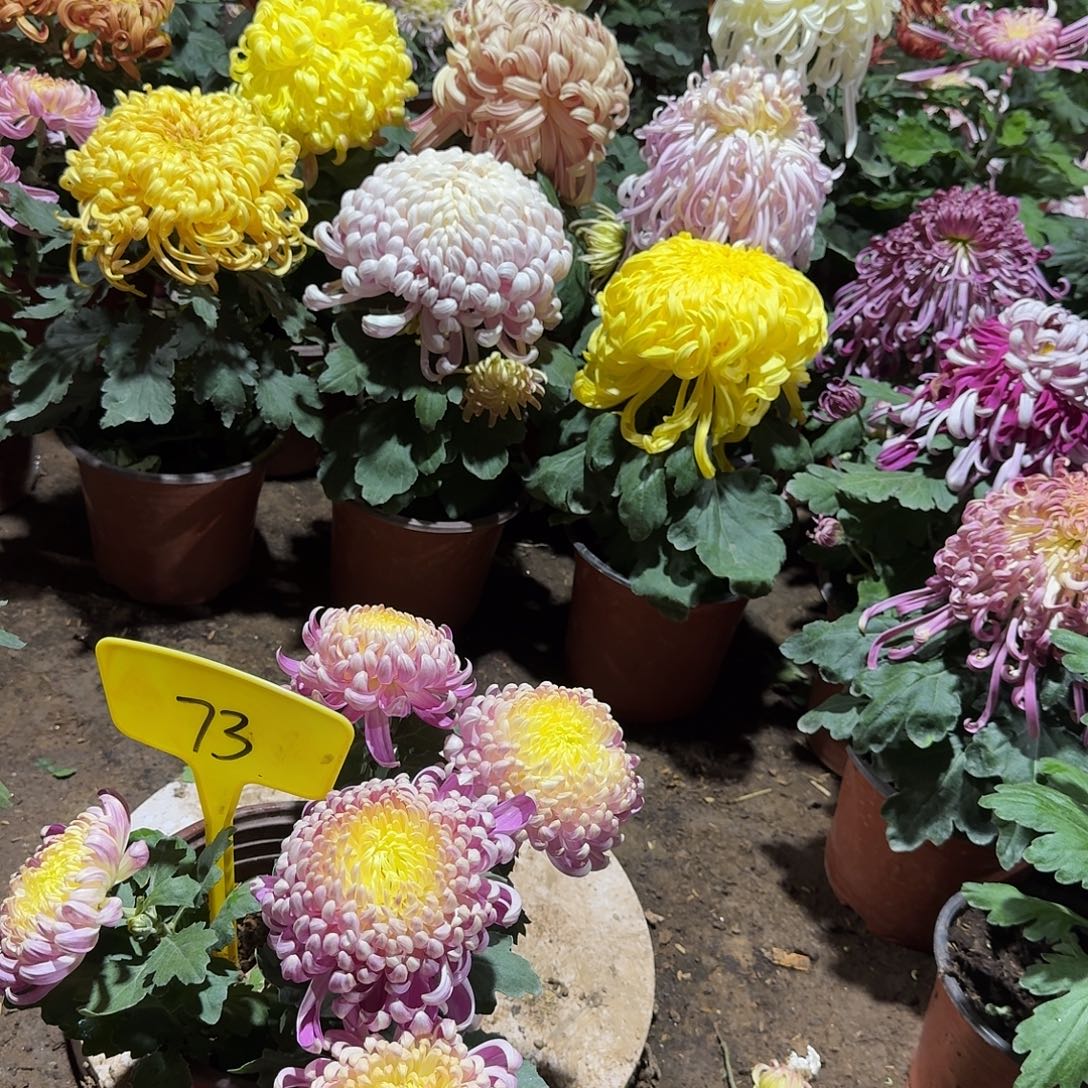 嘉****大部分花苞少量开放73无售后