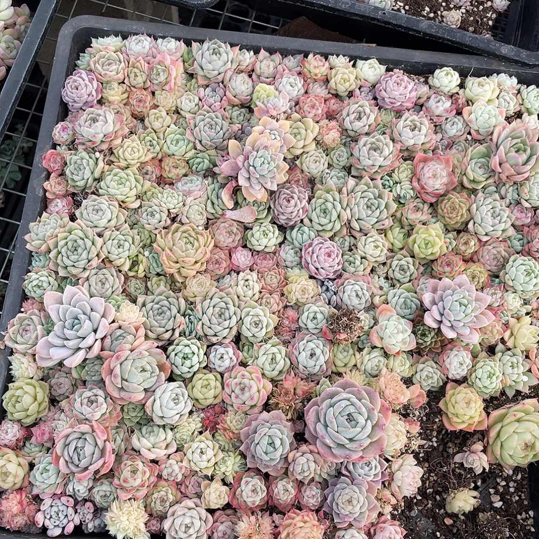 梧***叶349。定。                      