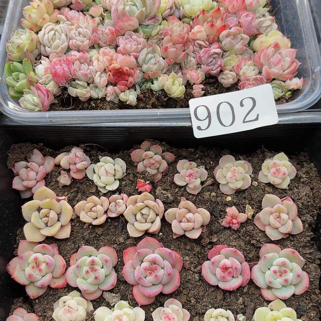 多肉植物多肉植物902