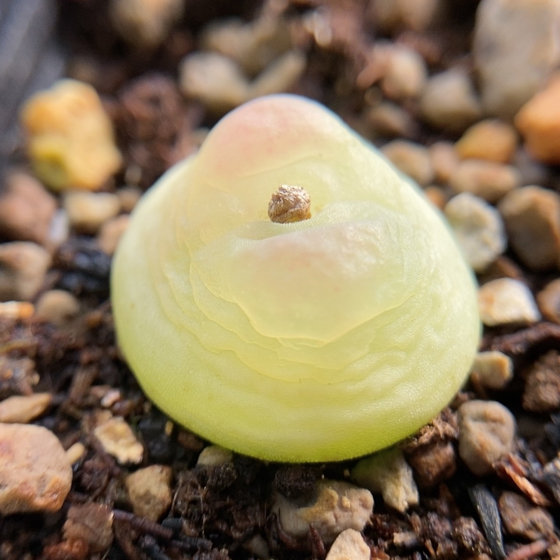 拉登一颗5年尺寸1.8左右包邮