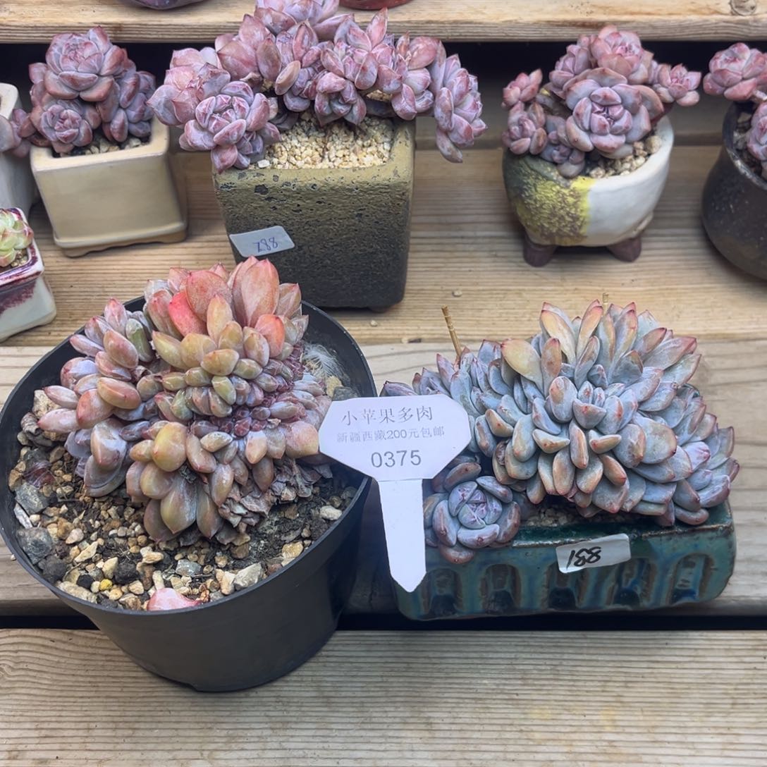 w***⁹石榴籽缀375/2棵10cm13cm