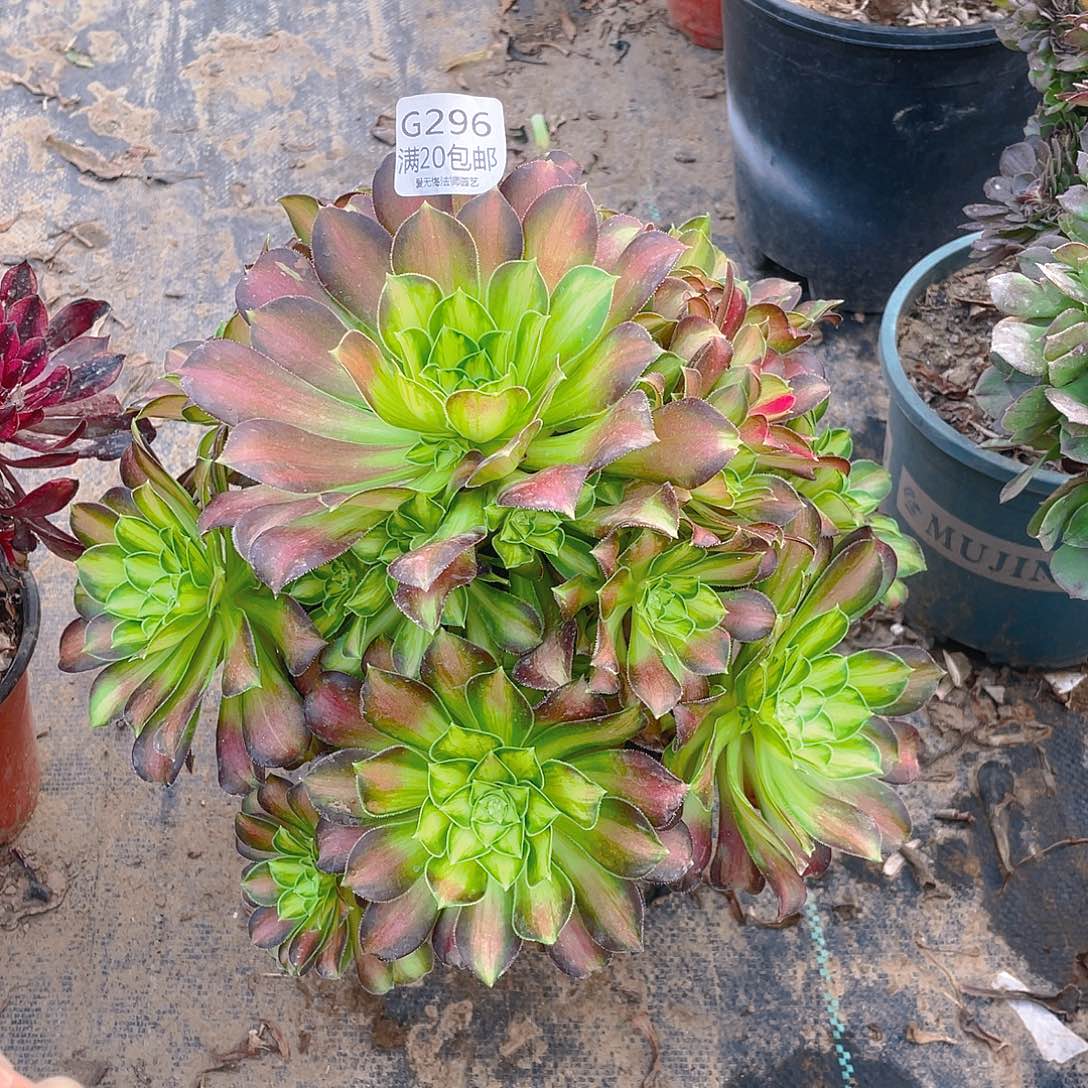 296韶华多肉小损不包