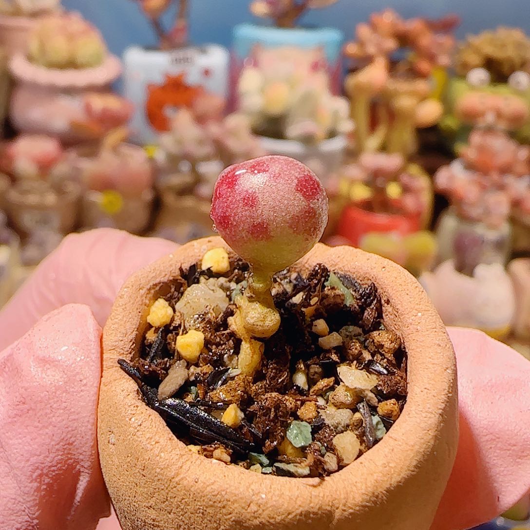 T可爱恐龙蛋盆口2cm