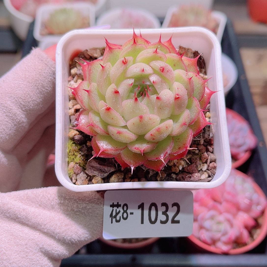 花利美8-1032海王
