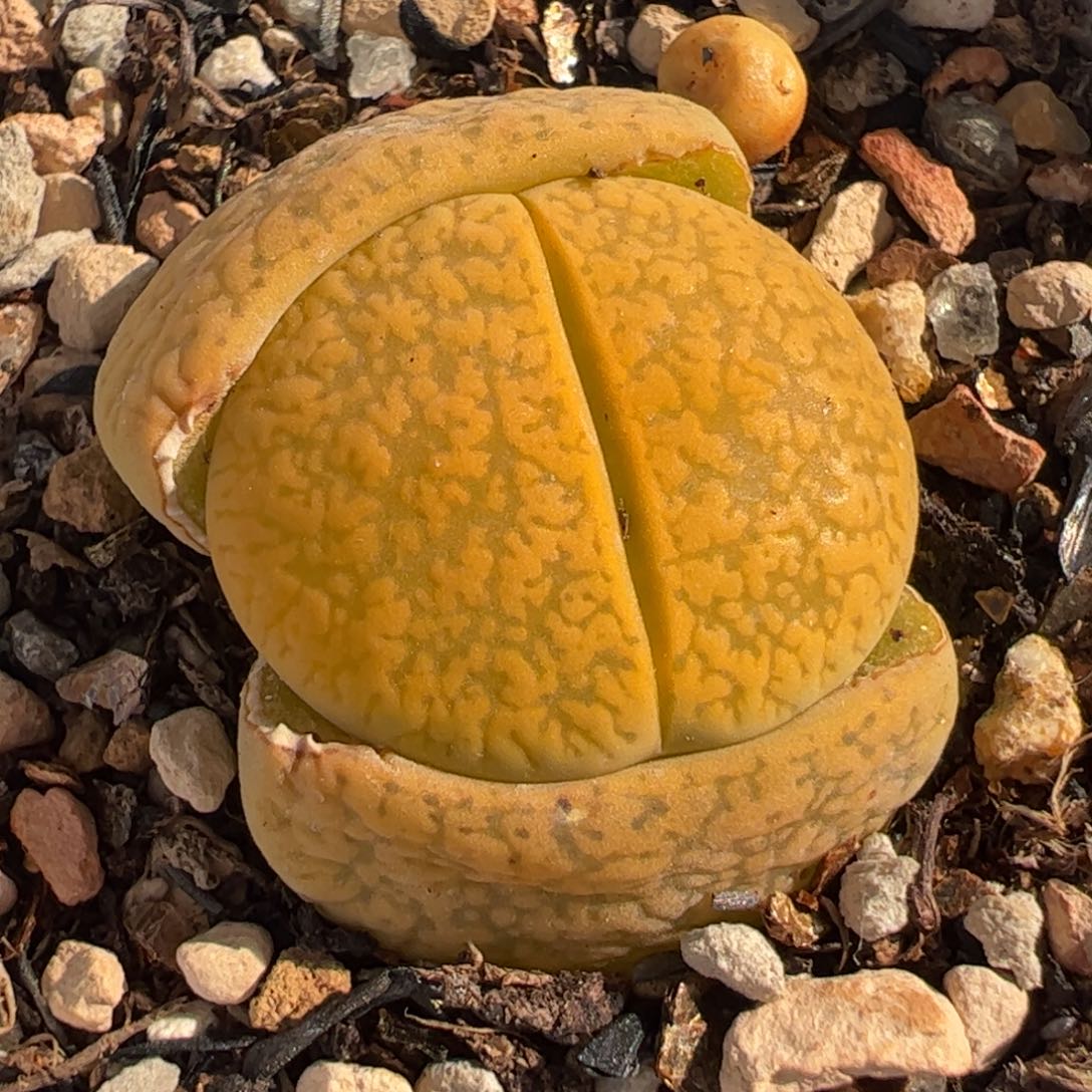 087多肉植物百科