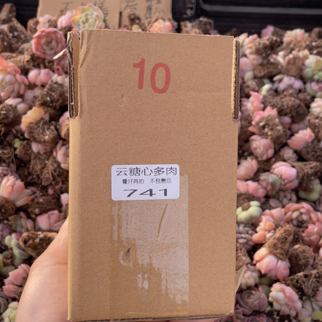 云糖心多肉植物741