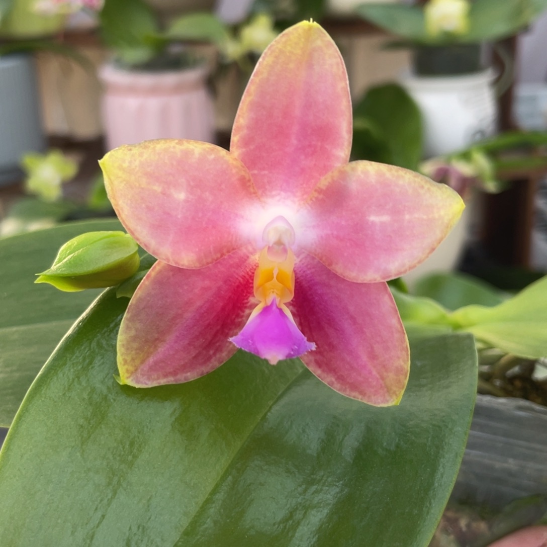 完全开放爱人交珍，2.5杯开花株