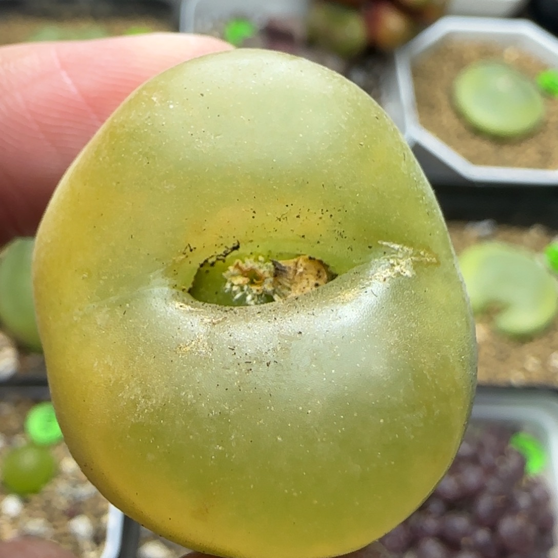 3.2漂亮多肉植物469