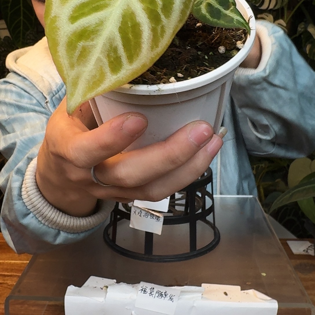 完全开放N148银色闪光杂银色面纱