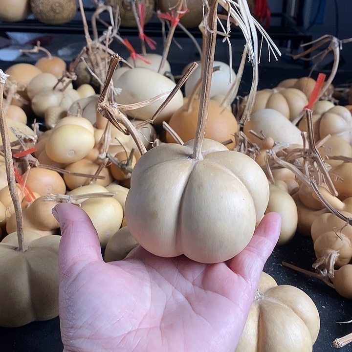 文*葫芦的颜色很好看