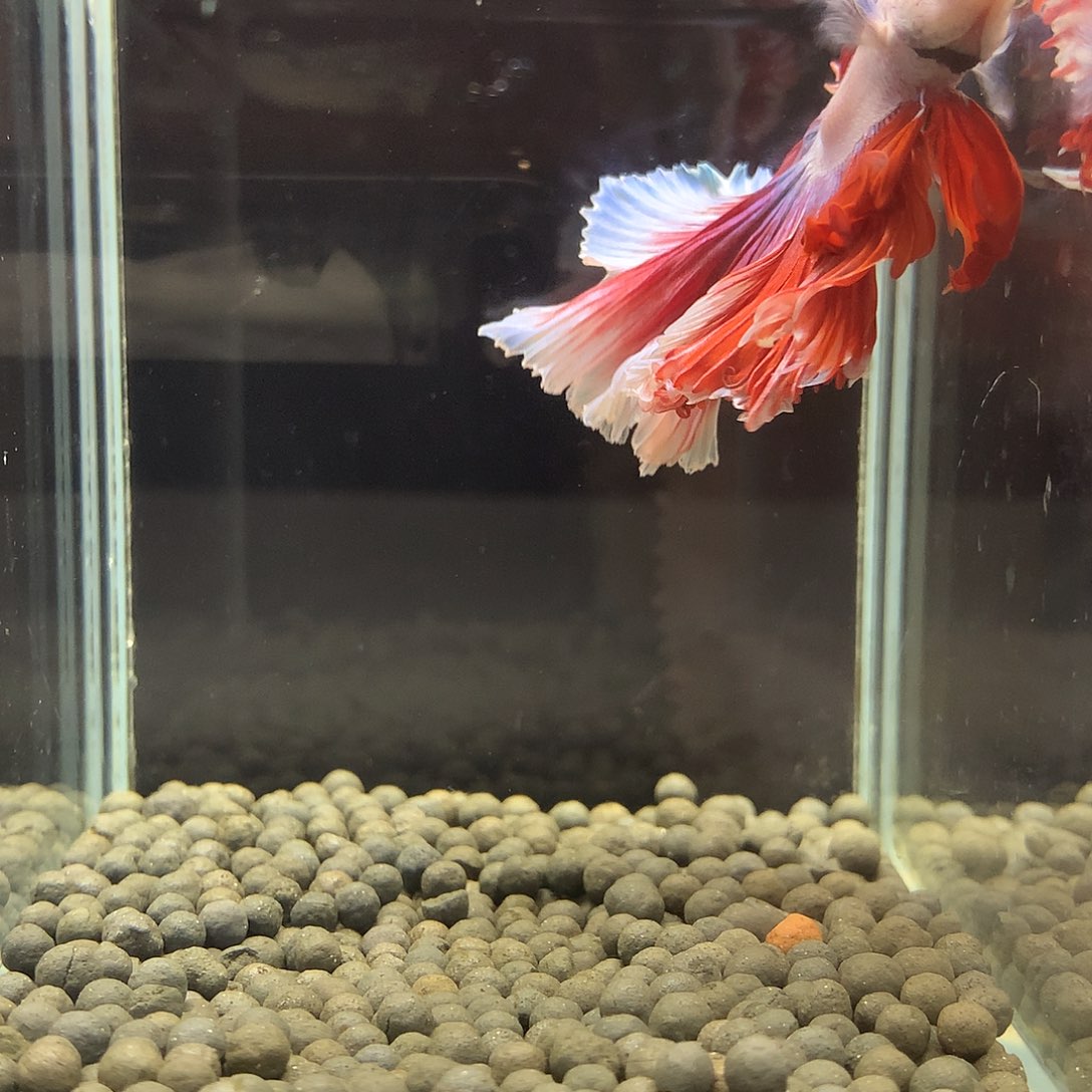 海水鱼七弟泰国斗鱼23