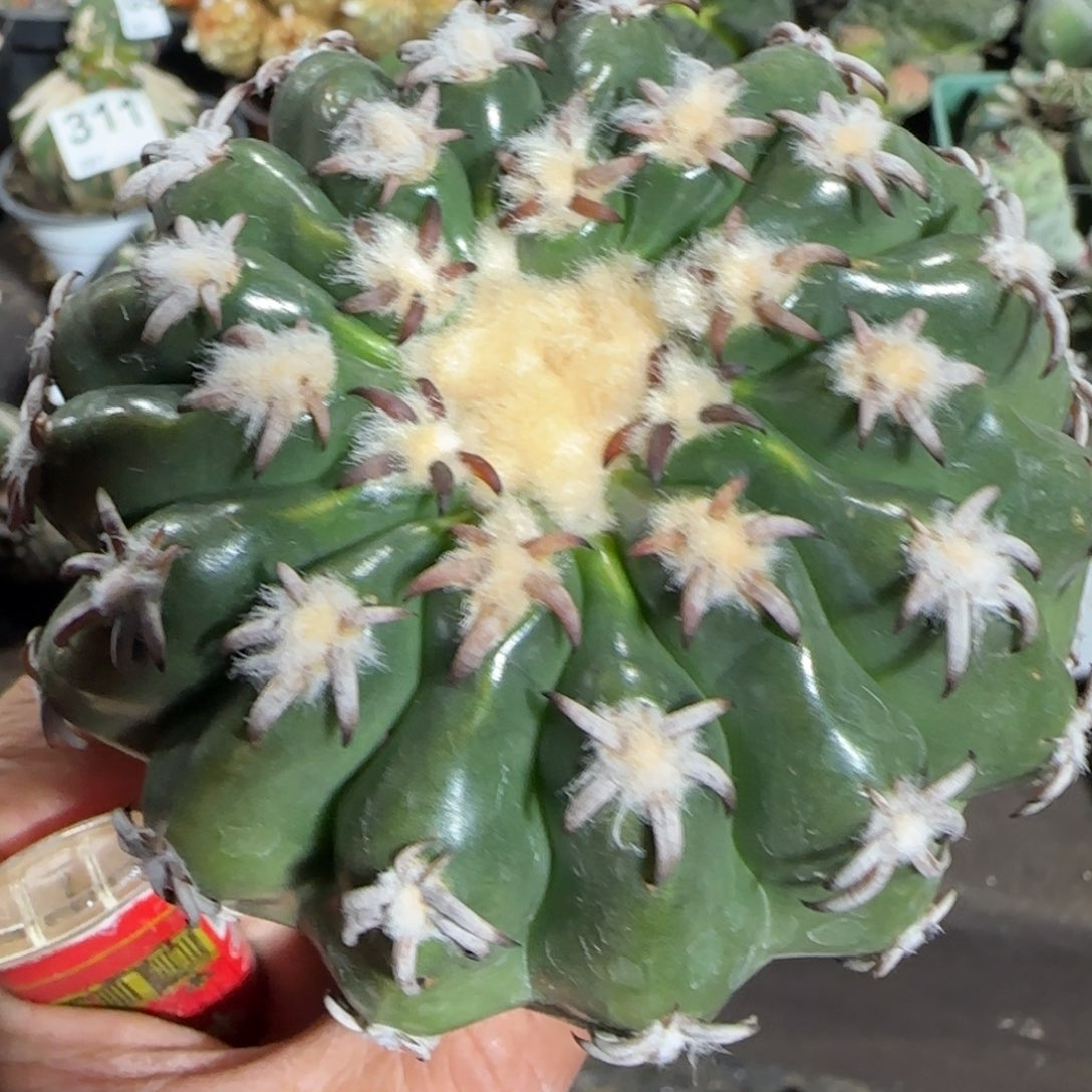 【闪购商品】9厘米豪刺猫爪圆盘644