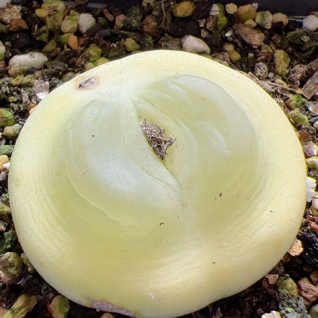 【闪购商品】125 福利拉登