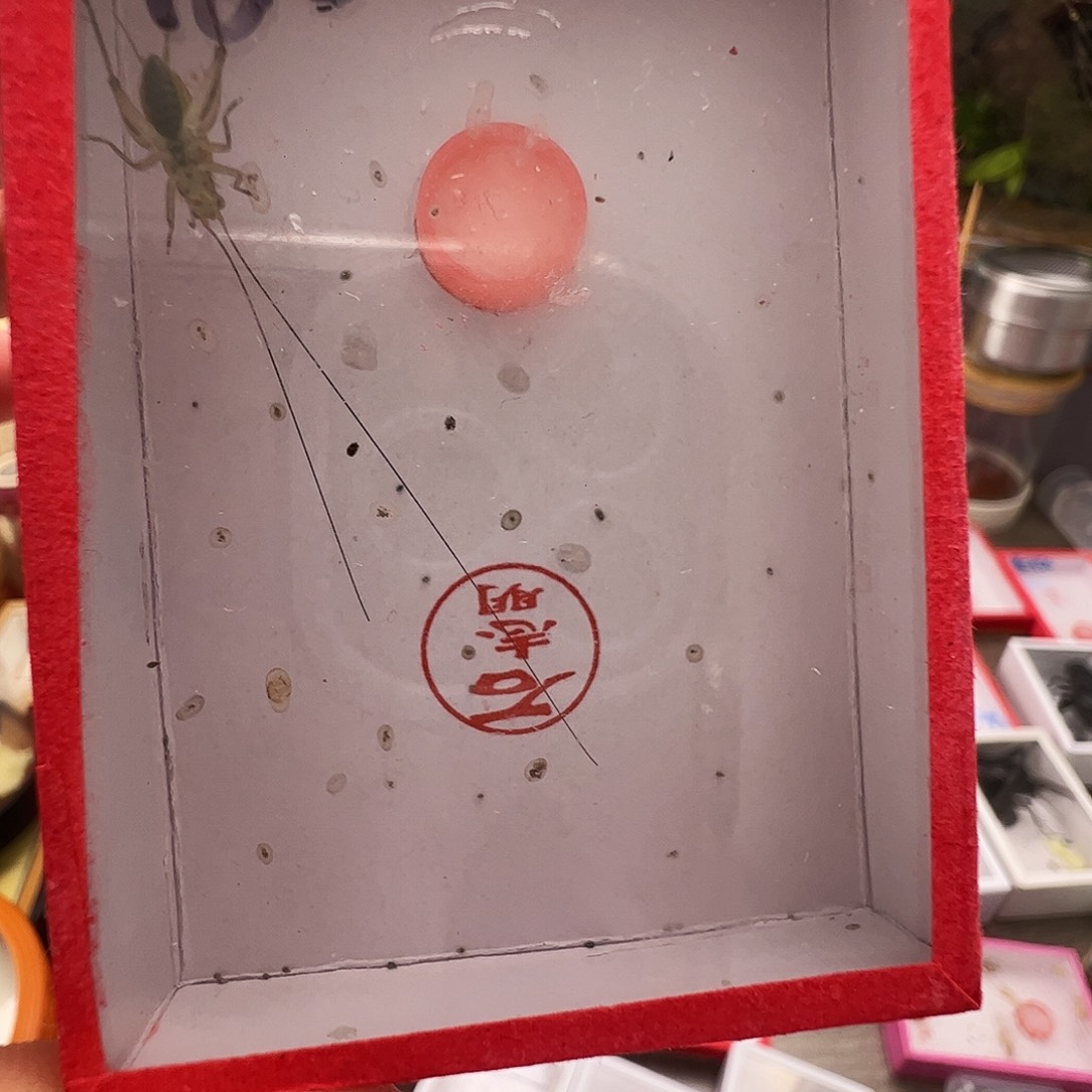 霄****段须石大黄蛉一个一只