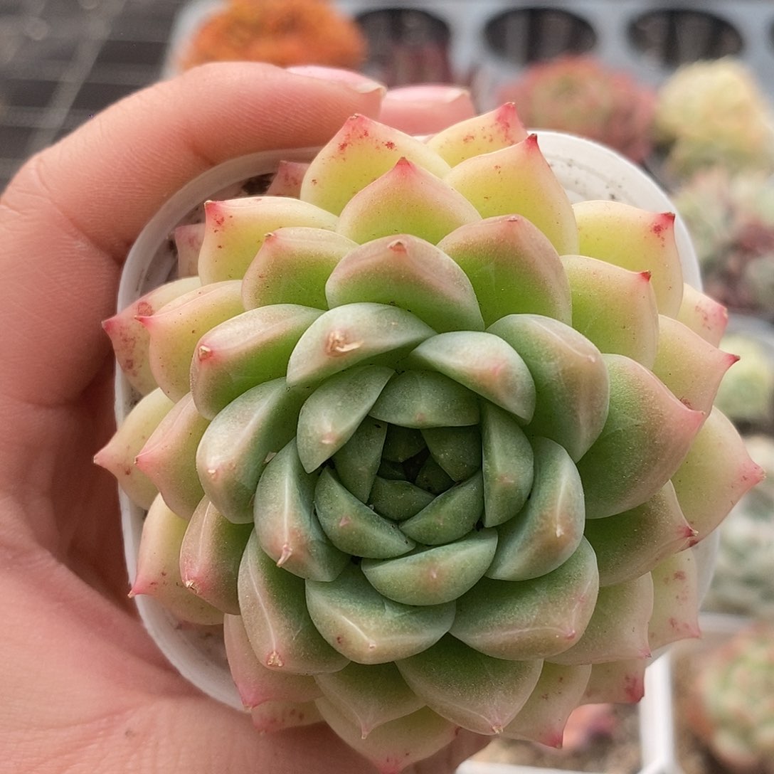 可爱肉肉喜欢拍165