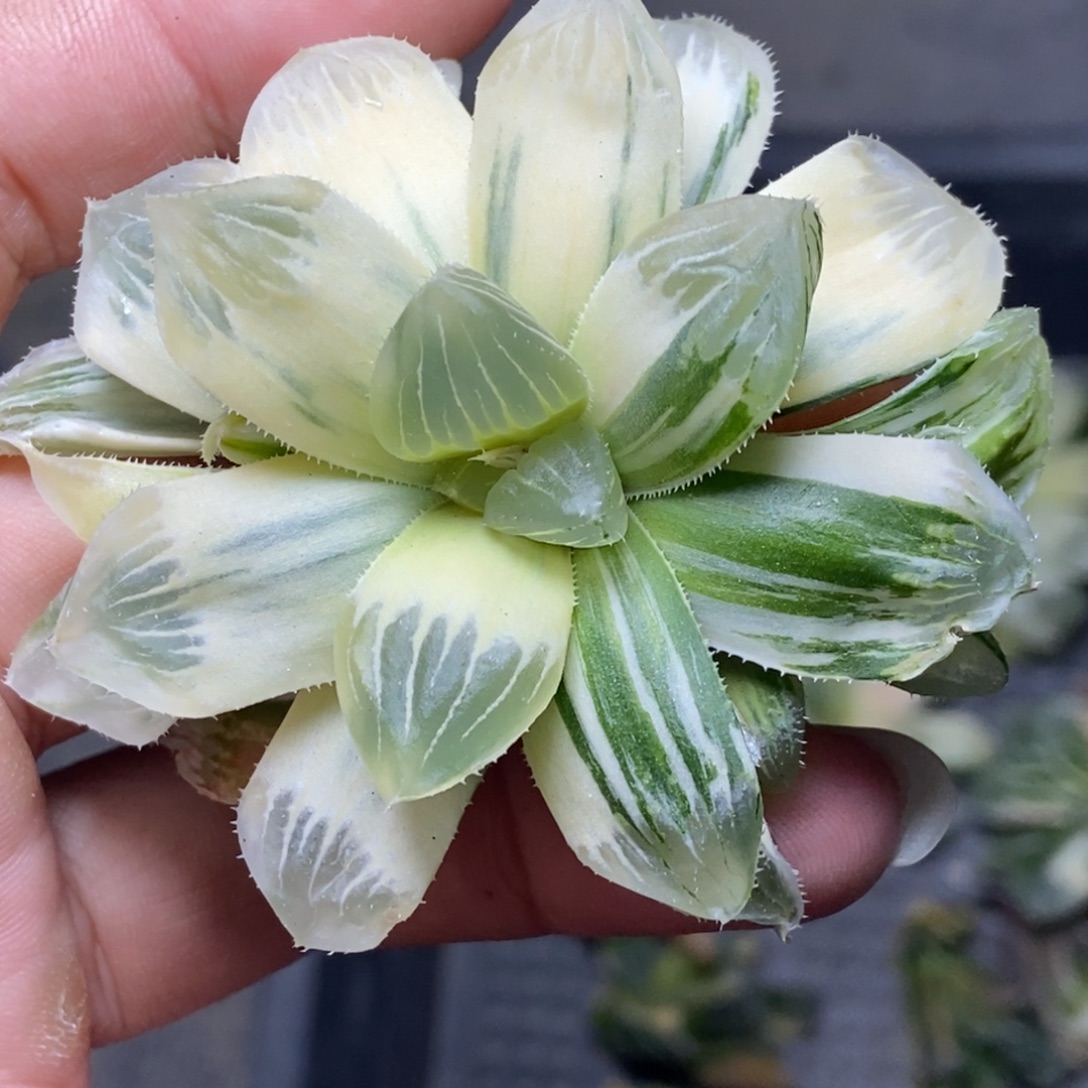 近糊斑糯玉露锦一物一拍