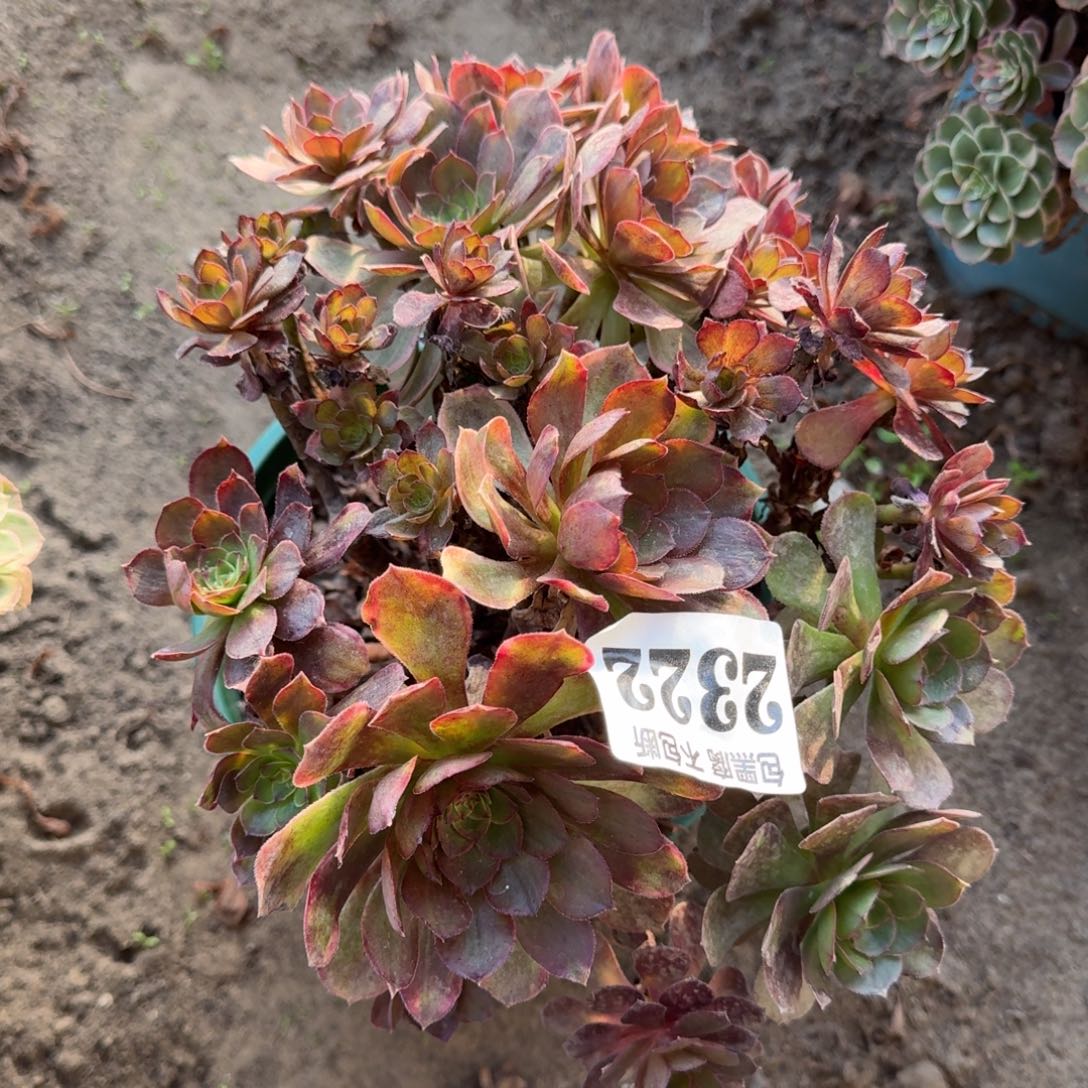 法师万七彩2322 17-10