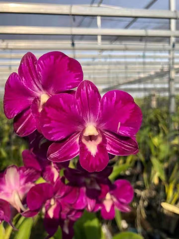 火焰反泼台湾秋石斛