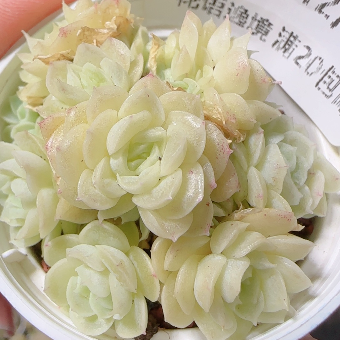 花语多肉1207-177散